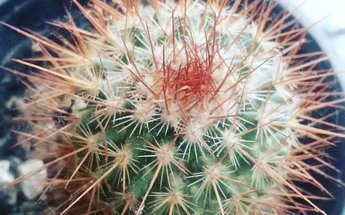 Kaktus, ljubav -Cactus Love